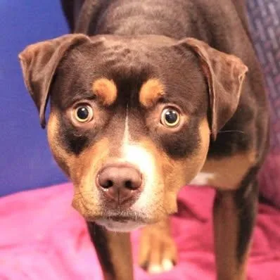 An adult medium-sized male Brown / Chocolate Pit Bull Terrier dog named 26-01452 for adoption in Fredericksburg, VA