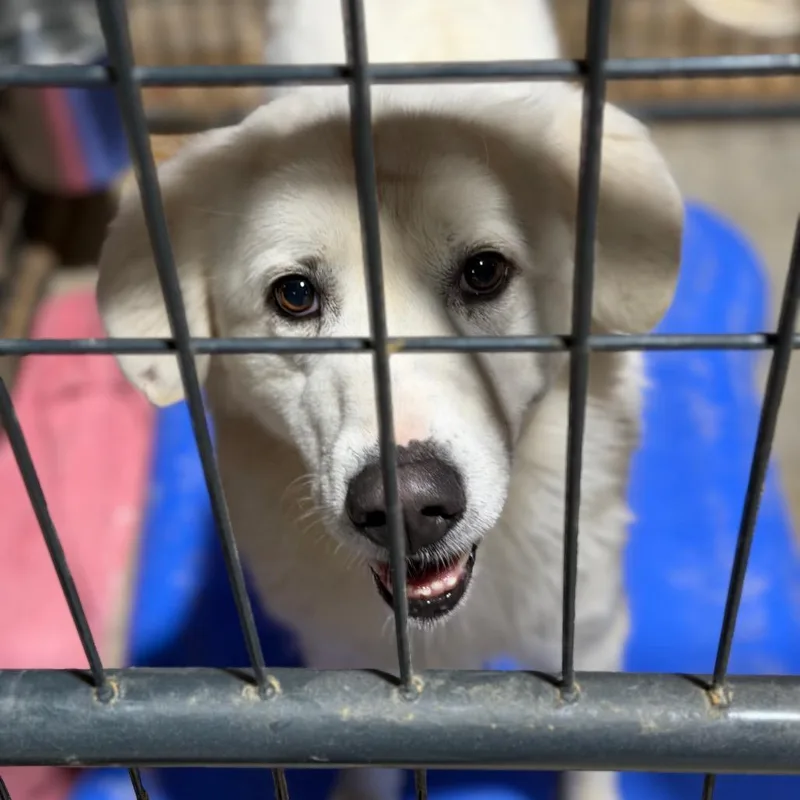 An adult large-sized female White / Cream Great Pyrenees dog named Powder for adoption in Fort Smith, AR