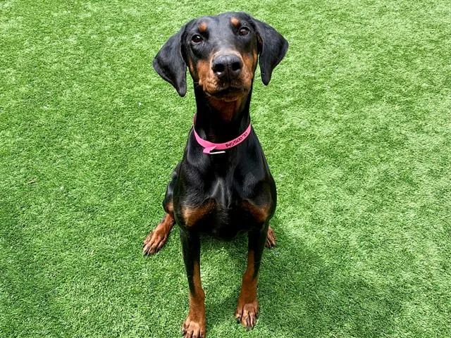 A young large-sized female Doberman Pinscher dog named Rosie for adoption in Moreno Valley, CA
