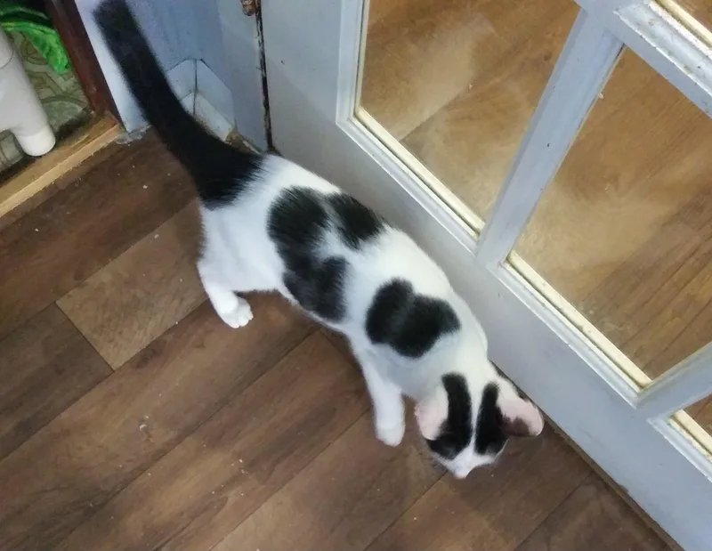 A baby medium-sized male Black & White / Tuxedo Domestic Short Hair cat named Wendell for adoption in Port Wentworth, GA