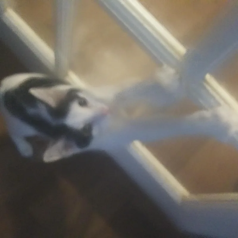 Wendell thumbnail 2