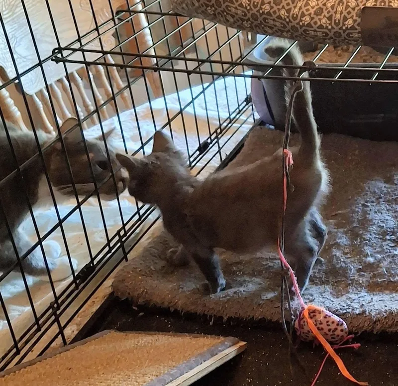 A baby medium-sized female Russian Blue cat named Baby Blu for adoption in Cottonwood, CA