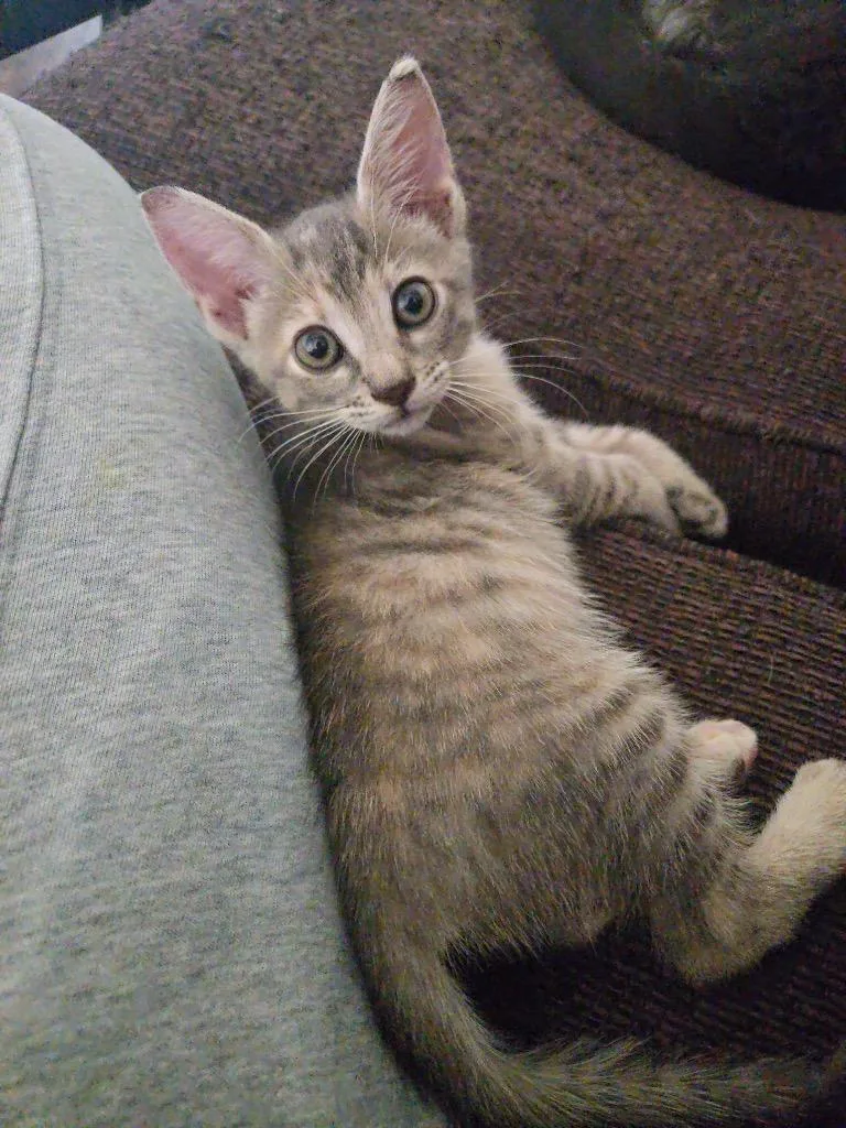 A baby medium-sized female Tabby cat named Nova Girl for adoption in San Antonio, TX