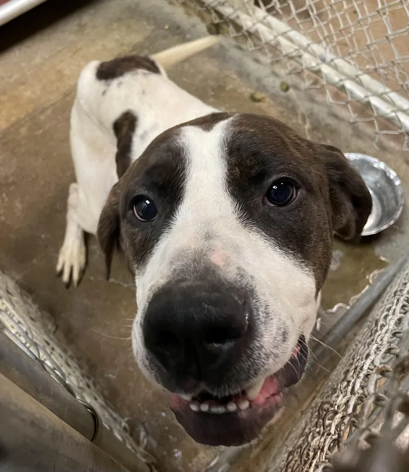 An adult large-sized female Brindle American Bully dog named Butterfly Hold for adoption in Canton, OH