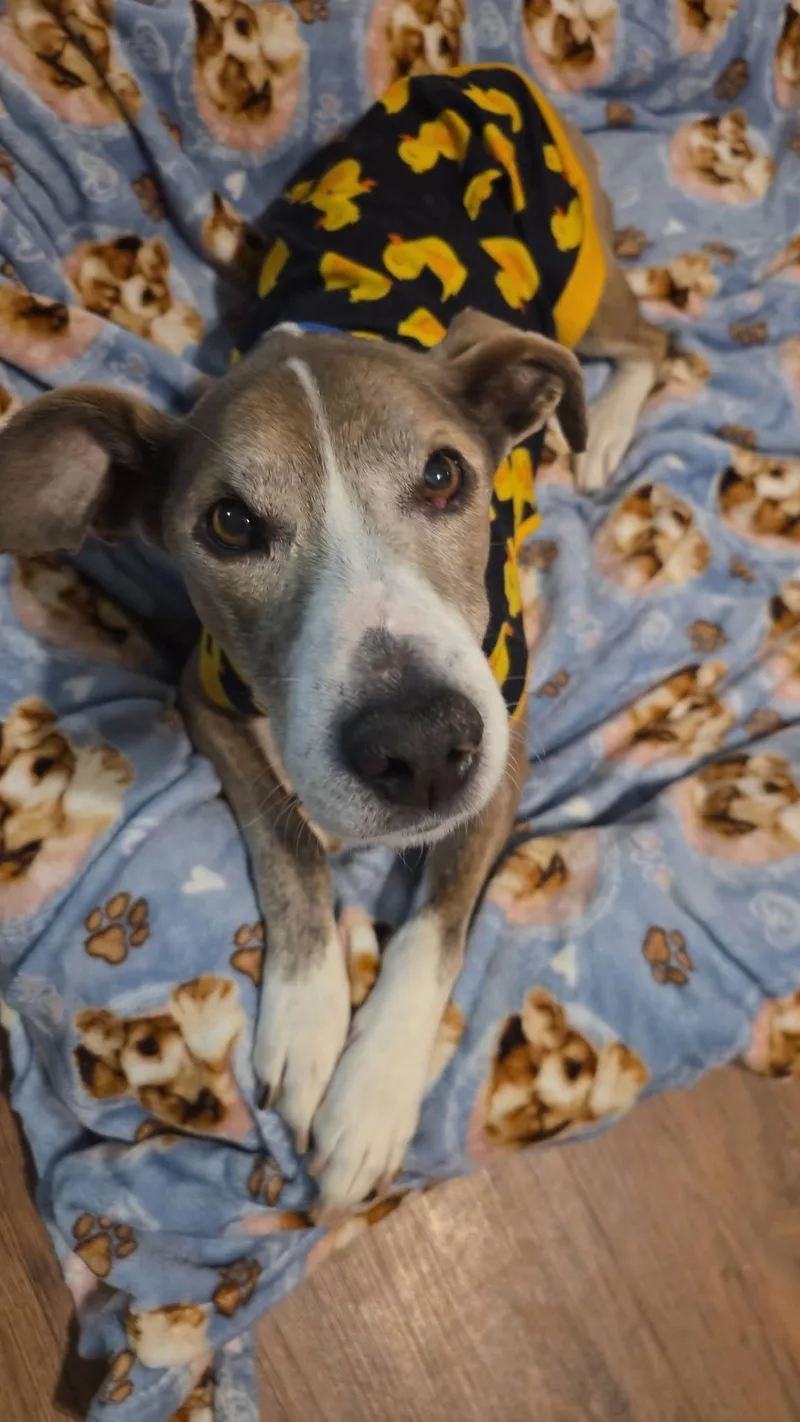 A senior small-sized male Mountain Cur dog named Buck for adoption in Martinsburg, WV