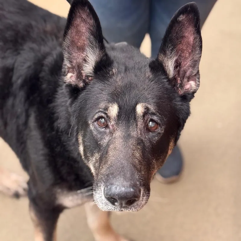 A senior large-sized male Black German Shepherd Dog dog named Hulk for adoption in Birdsboro, PA