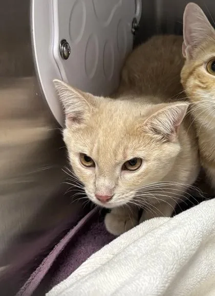 An adult small-sized female Domestic Short Hair cat named Lumen for adoption in West Chester, PA