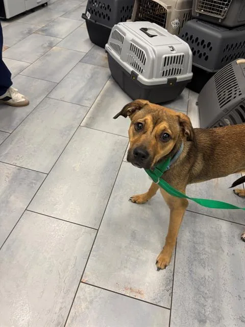 A young small-sized female Mixed Breed dog named Mouse for adoption in Charlotte, NC