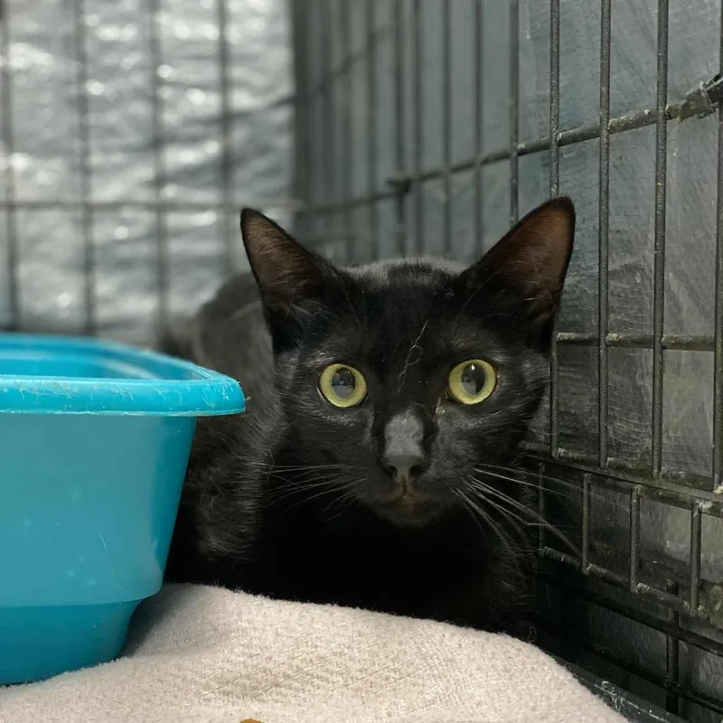 A young small-sized male Black Domestic Short Hair cat named Bug for adoption in Stephenville, TX