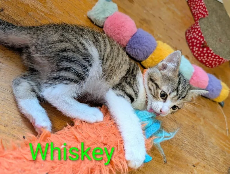 A baby small-sized male Domestic Short Hair cat named Whiskey for adoption in Kettering, OH