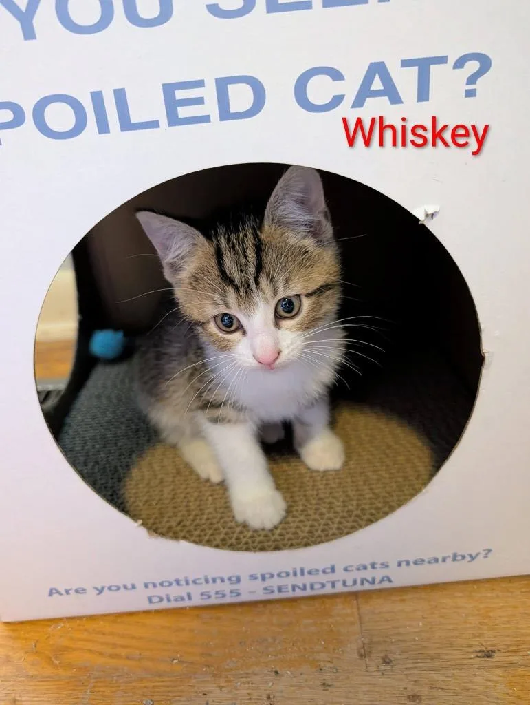 Whiskey thumbnail 2