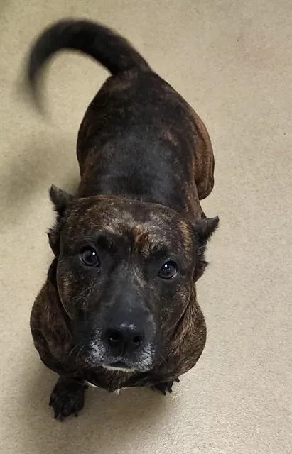 An adult medium-sized male Pit Bull Terrier dog named Bulldog Bat for adoption in Decatur, IL