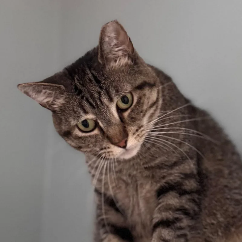 An adult medium-sized female Brown / Chocolate Domestic Short Hair cat named Sienna for adoption in Salisbury, MA