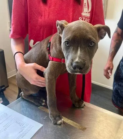 A young medium-sized female Brown / Chocolate Terrier dog named Sashay for adoption in Annapolis, MD