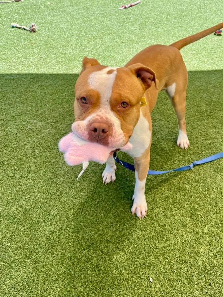 A young large-sized male Yellow / Tan / Blond / Fawn Pit Bull Terrier dog named Monroe for adoption in Cleveland, OH