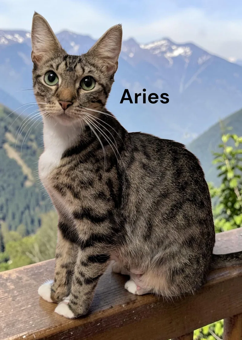 Aries