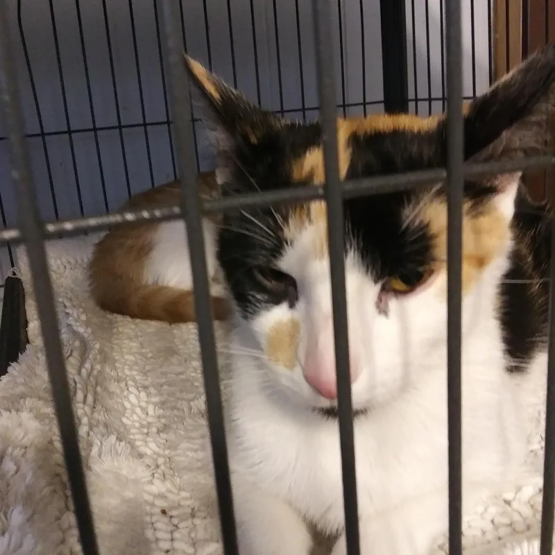 A young medium-sized female Calico cat named Fallon for adoption in Port Wentworth, GA