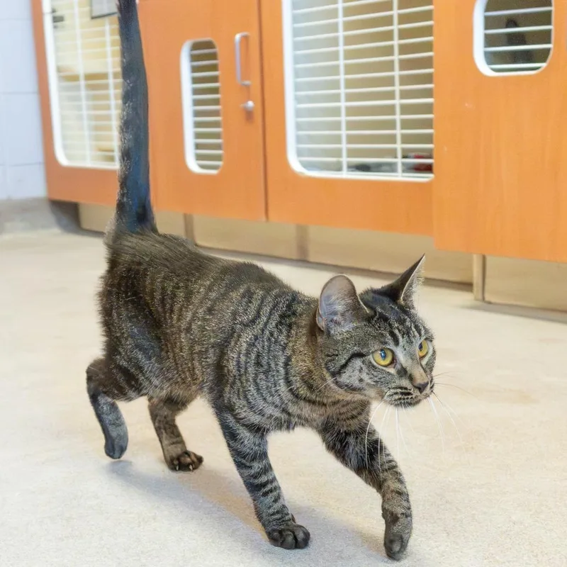 A young small-sized female Black Domestic Short Hair cat named Monica for adoption in South Elgin, IL