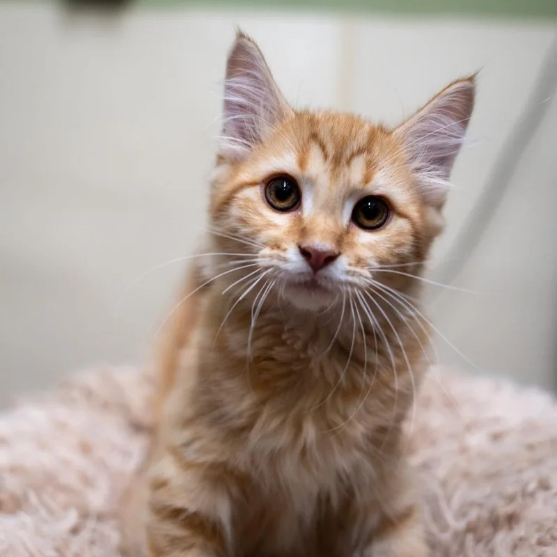 A baby small-sized male Orange / Red Domestic Medium Hair cat named Baylan for adoption in Gainesville, GA