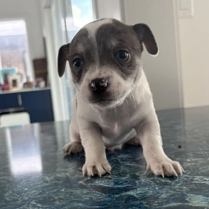 A baby small-sized male Chihuahua dog named Rafael for adoption in Charlotte, NC