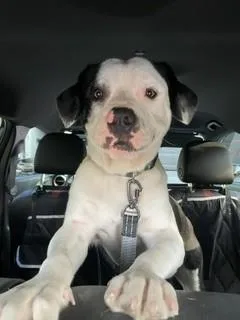 A young large-sized male Terrier dog named Pepe for adoption in Miami, FL