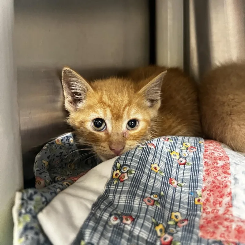 A baby small-sized male Orange / Red Domestic Short Hair cat named Rocket for adoption in Harrisville, WV