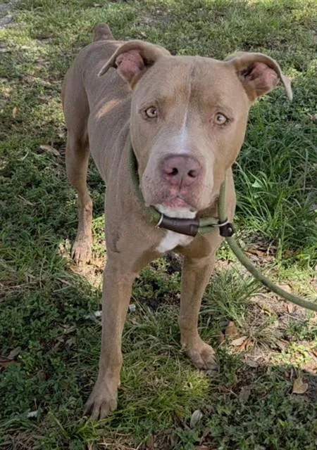 An adult large-sized male American Staffordshire Terrier dog named Chicken for adoption in Fort Lauderdale, FL