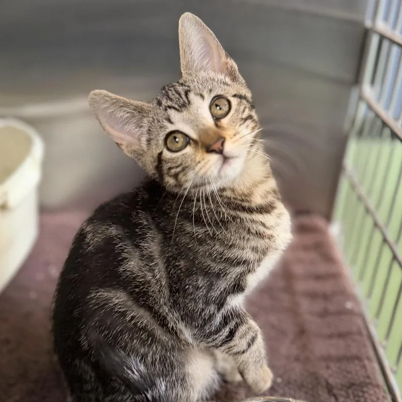 A baby small-sized female Domestic Short Hair cat named May for adoption in Los Angeles, CA