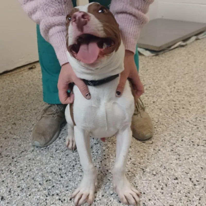 A baby small-sized male White / Cream American Staffordshire Terrier dog named Little Frankie for adoption in Hattiesburg, MS
