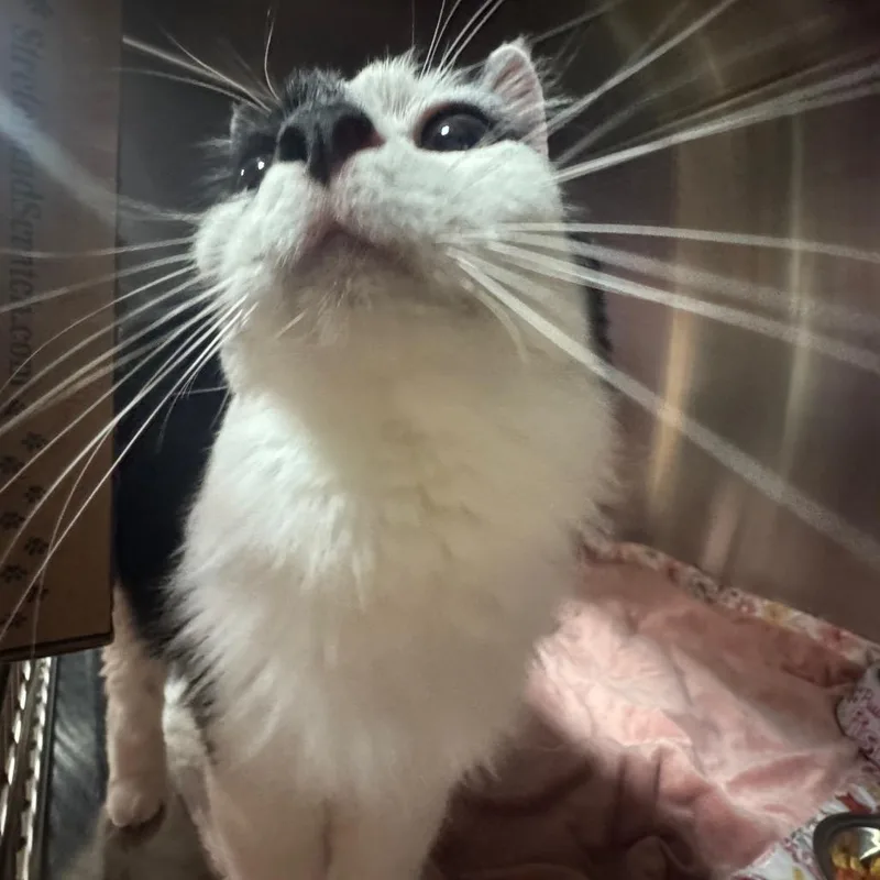 A senior medium-sized female Domestic Long Hair cat named Dixie for adoption in Pensacola, FL