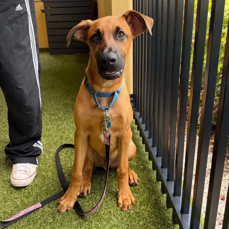 A young large-sized male Yellow / Tan / Blond / Fawn Coonhound dog named Charlie for adoption in West Palm Beach, FL
