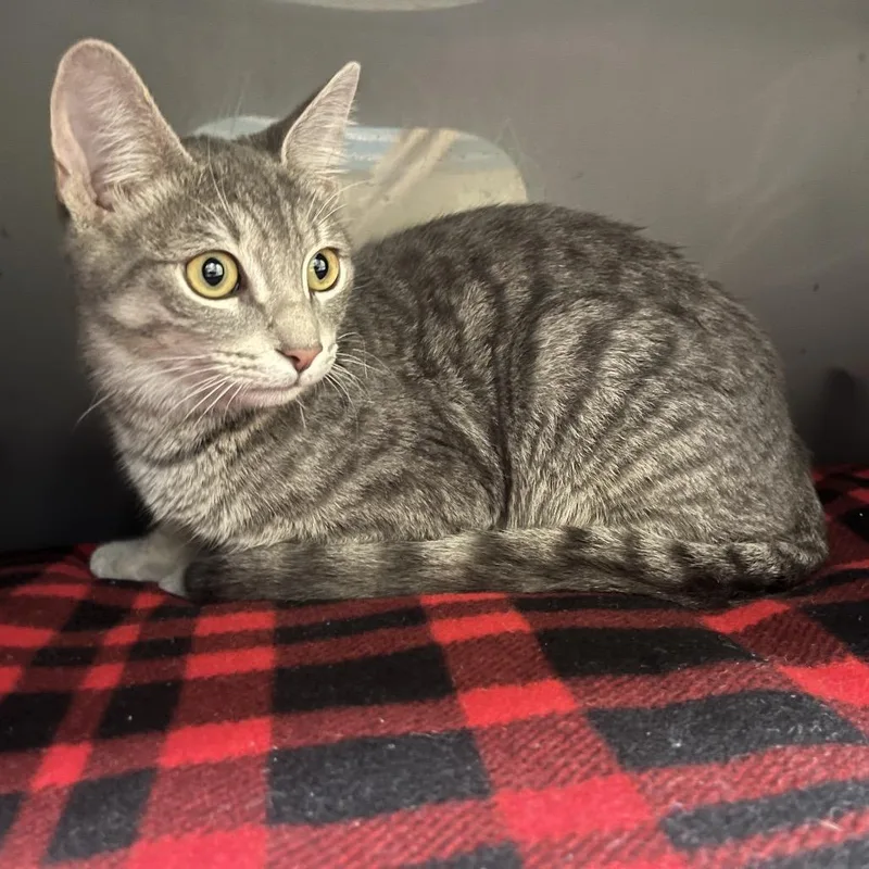 A young medium-sized male Gray / Blue / Silver Domestic Short Hair cat named Fizz for adoption in Naples, FL