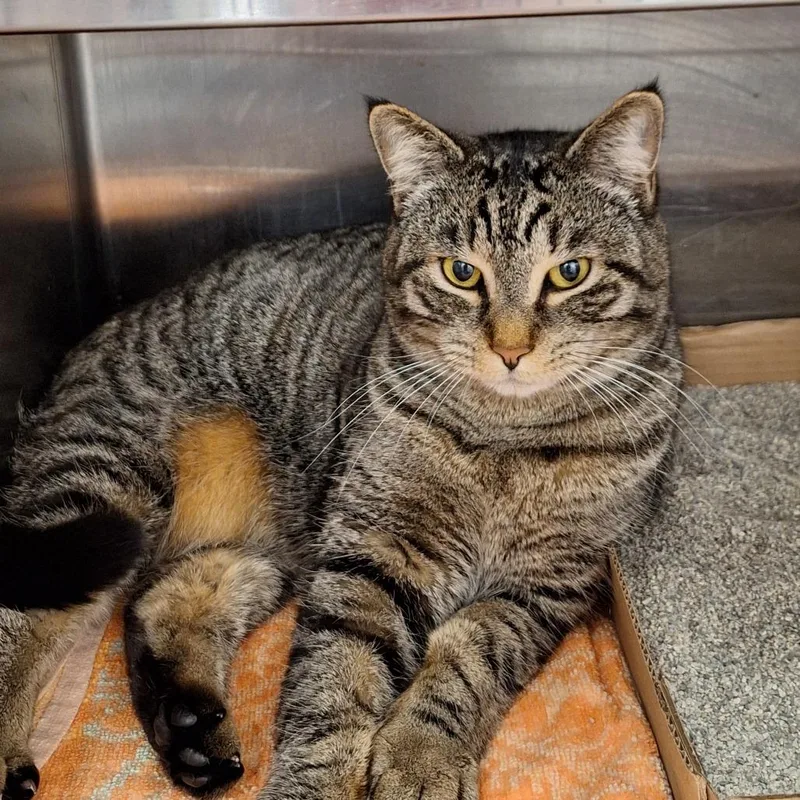 An adult large-sized female Brown / Chocolate Domestic Short Hair cat named Yarisay for adoption in Delaware, OH