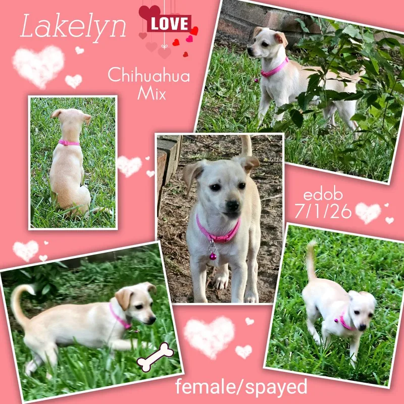 Lakelyn MDT thumbnail 5