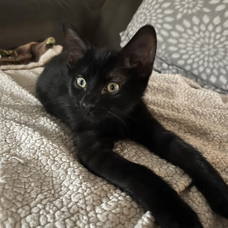 A young medium-sized male Black Domestic Short Hair cat named Dj for adoption in Wheeling, IL