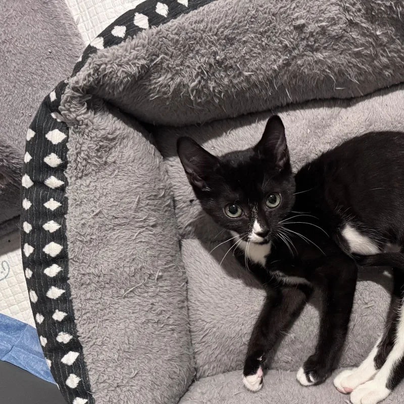A baby medium-sized female Black & White / Tuxedo Domestic Short Hair cat named Gyda for adoption in Seymour, TN