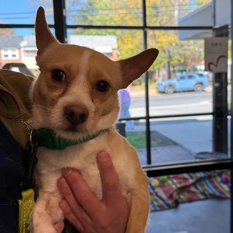 An adult small-sized male Apricot / Beige Mixed Breed dog named Wilson for adoption in Allentown, PA