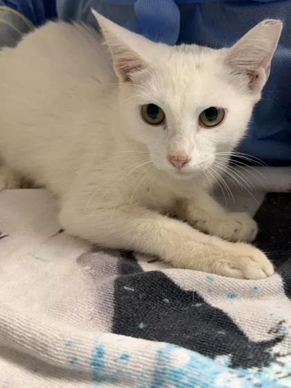 A young small-sized male Domestic Short Hair cat named Spark for adoption in San Antonio, TX