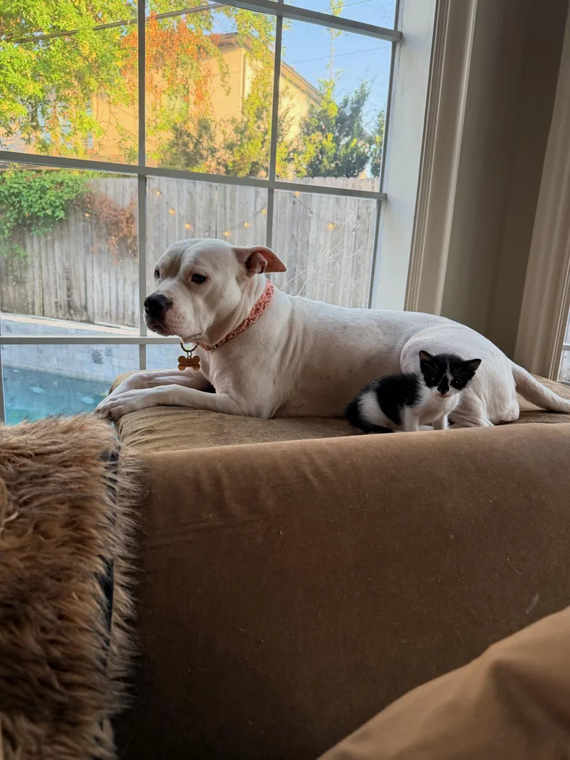 A baby medium-sized female Black & White / Tuxedo Tuxedo cat named Moon Pie for adoption in MONTGOMERY, TX