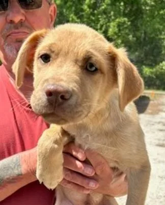 A baby small-sized male Mixed Breed dog named Henry for adoption in Washington, DC