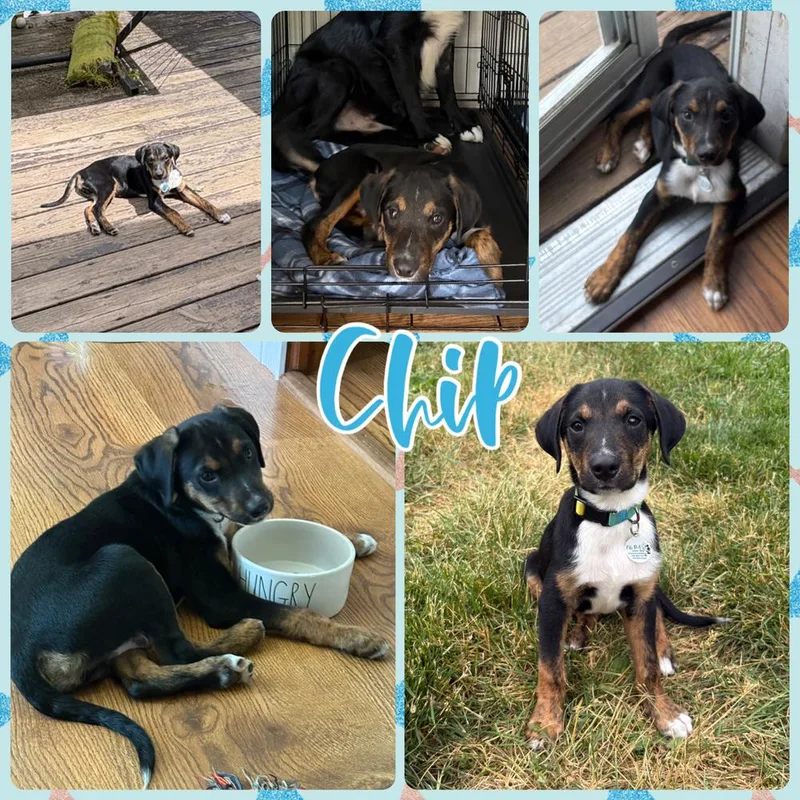 Chip thumbnail 2
