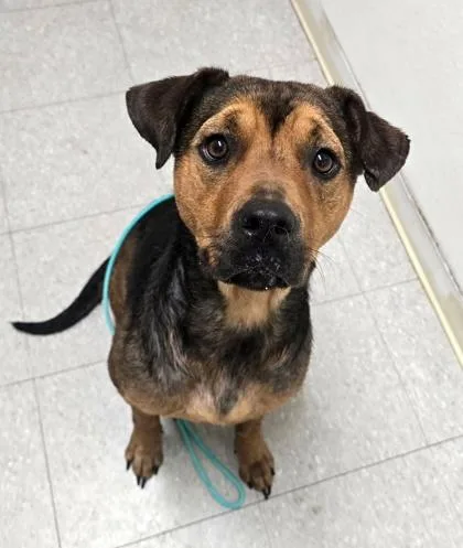 An adult large-sized female Shepherd dog named Merit for adoption in Mansfield, TX