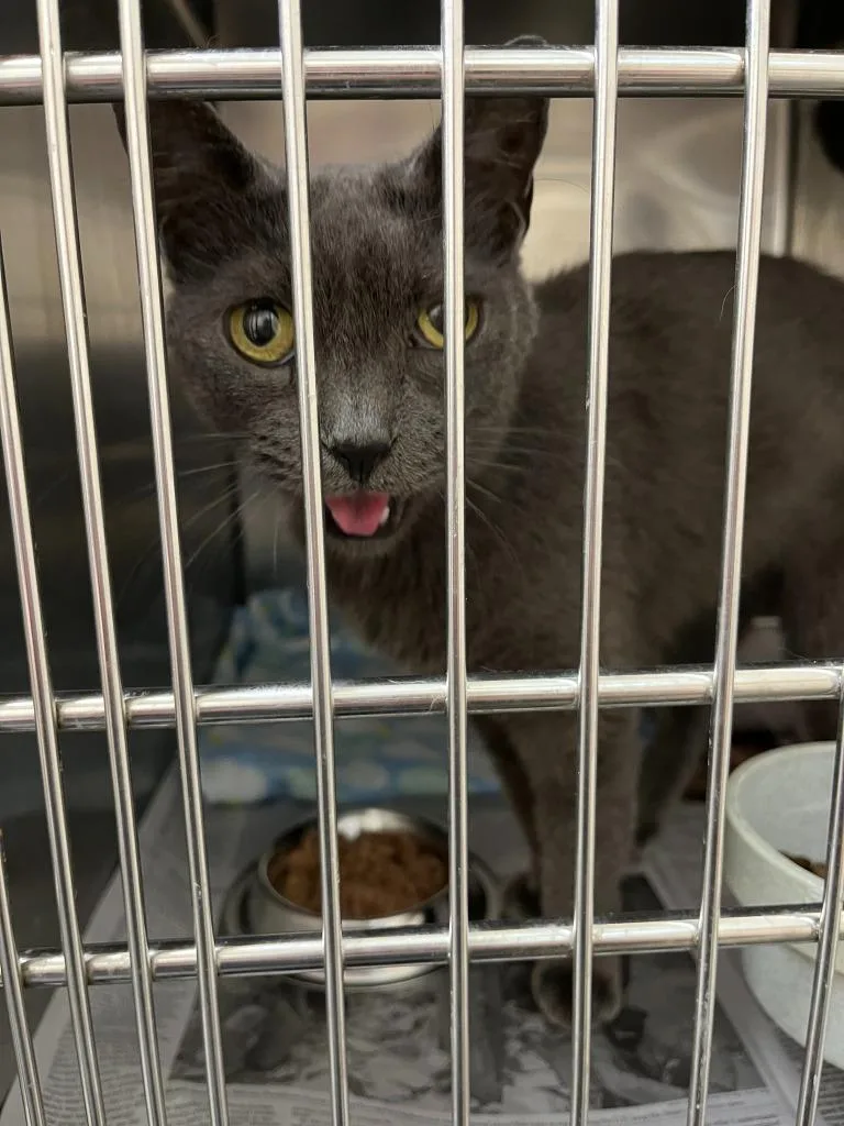 An adult medium-sized female Domestic Short Hair cat named Ash for adoption in Richland Hills, TX