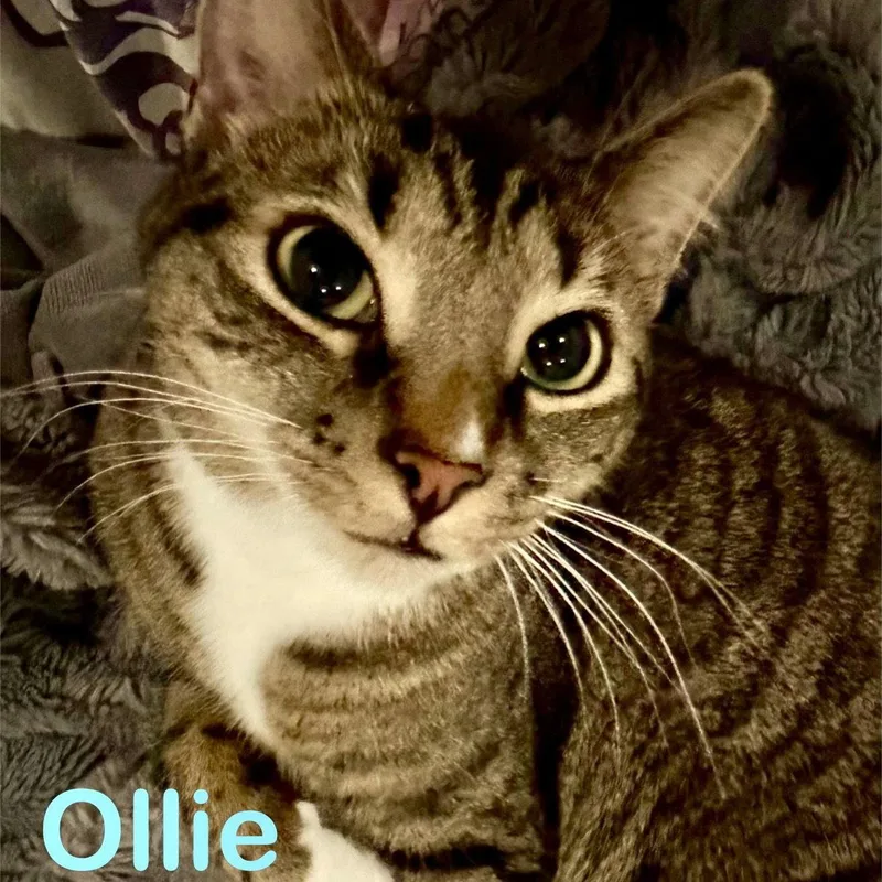 An adult medium-sized male Domestic Short Hair cat named Ollie for adoption in Reston, VA