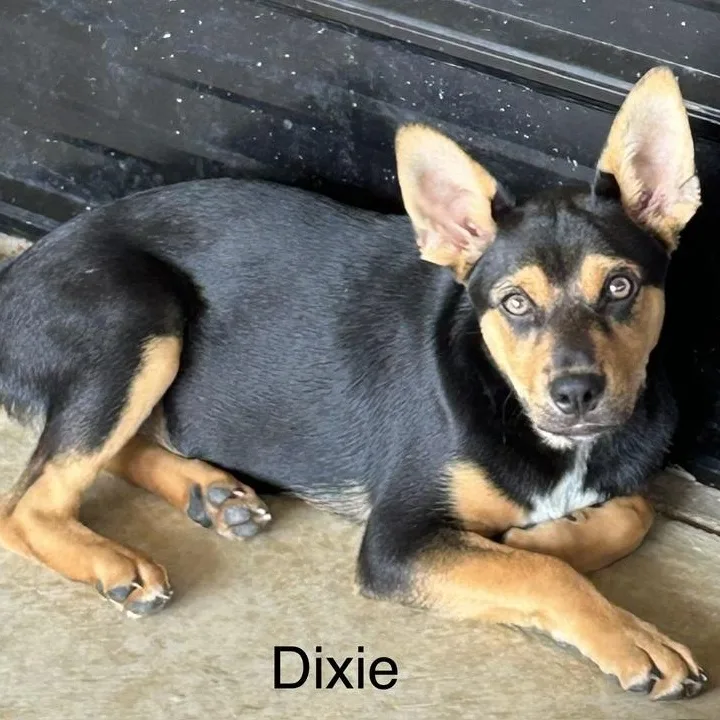 Dixie thumbnail 2