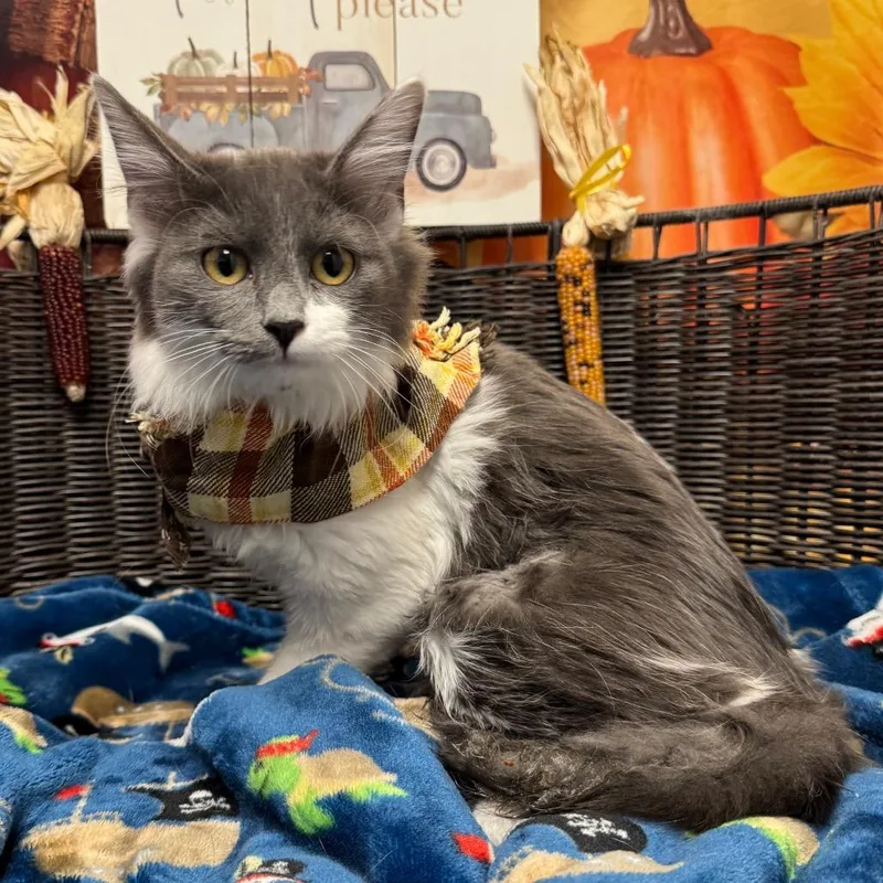 A young medium-sized female Gray / Blue / Silver Domestic Medium Hair cat named Molly for adoption in Henderson, NV