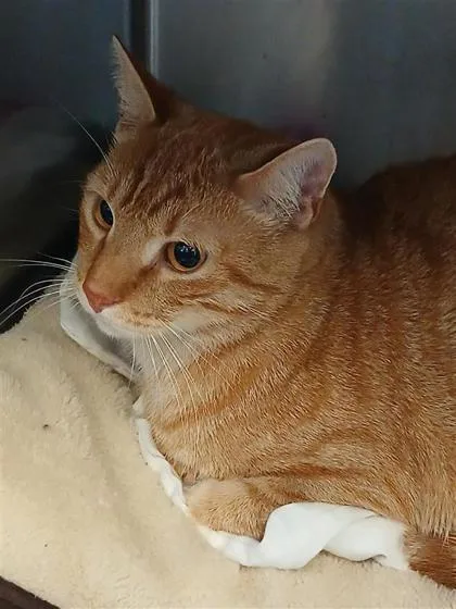 An adult small-sized male Domestic Short Hair cat named Phoenix for adoption in Largo, FL