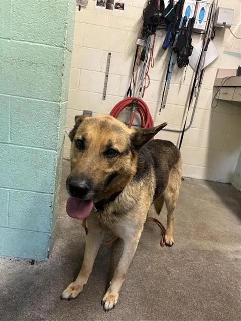 An adult large-sized male German Shepherd Dog dog named Gunther for adoption in Sacramento, CA