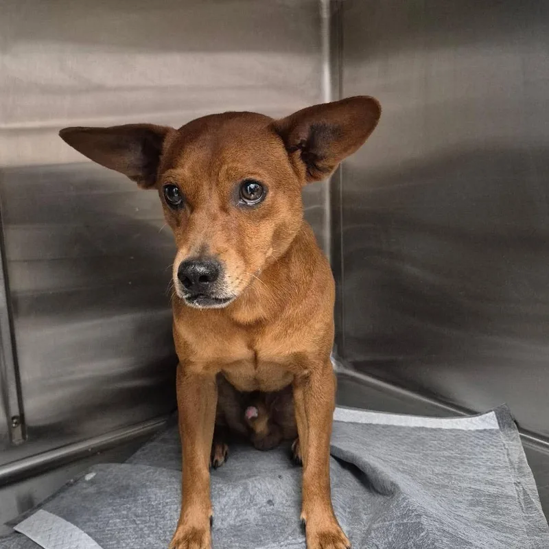 A young medium-sized male Yellow / Tan / Blond / Fawn Pug dog named Kin for adoption in Bastrop, TX