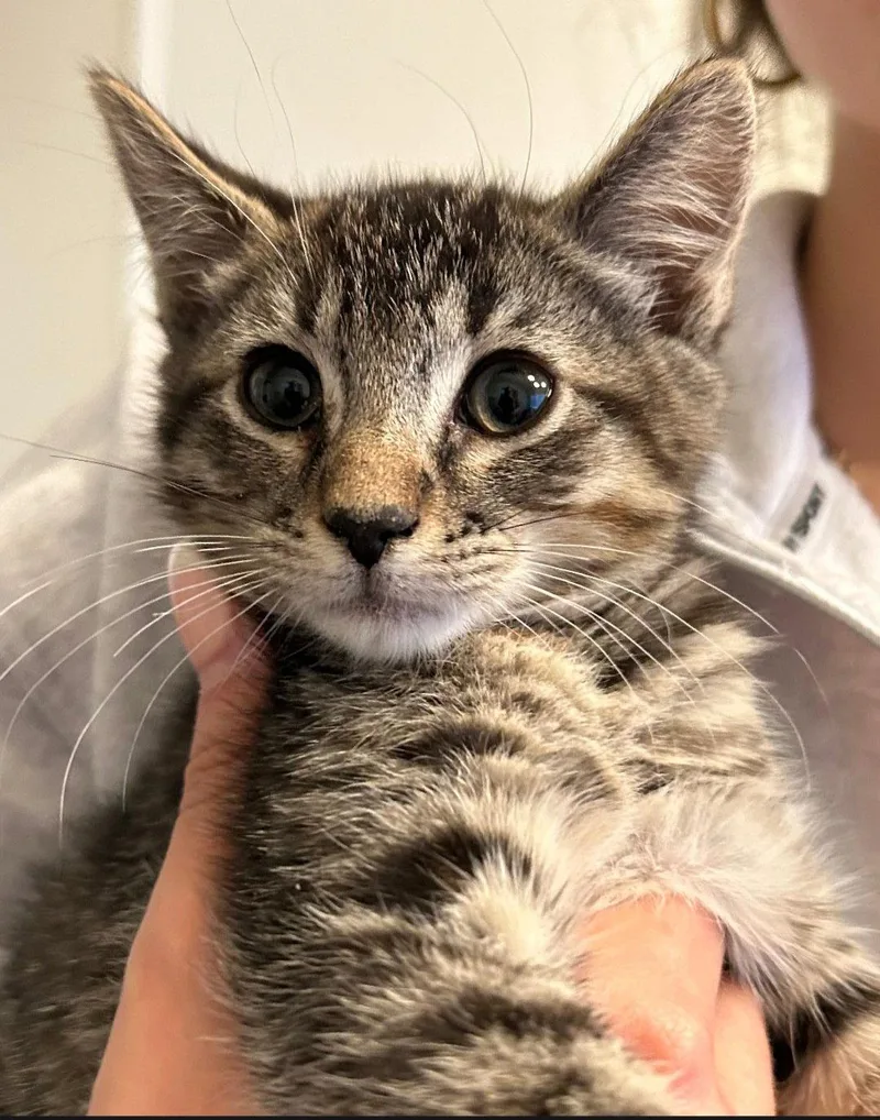 A baby medium-sized female Tabby cat named Sadie for adoption in Campbell, CA